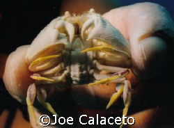 Crabie - Cozumel Mexico by Joe Calaceto 